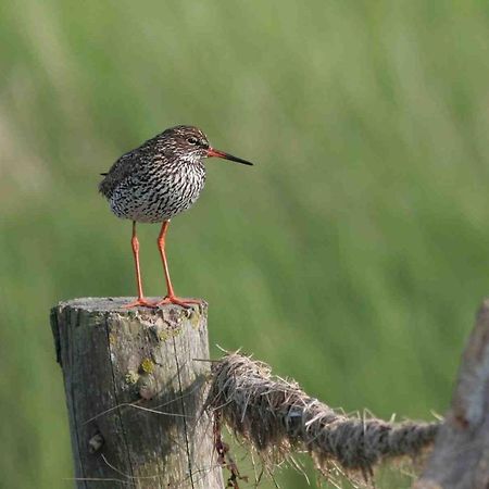 Seevilla Wietjes Whg 5 Baltrum Buitenkant foto