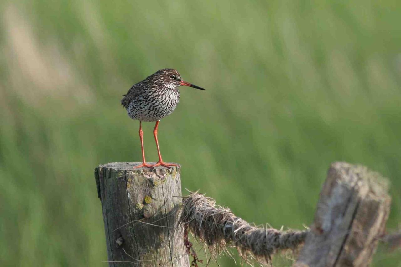 Seevilla Wietjes Whg 5 Baltrum Buitenkant foto